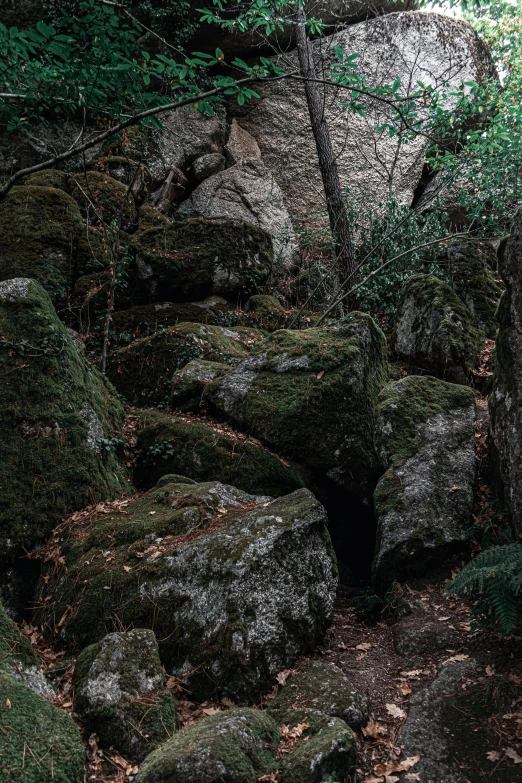 a bunch of rocks and trees in a forest