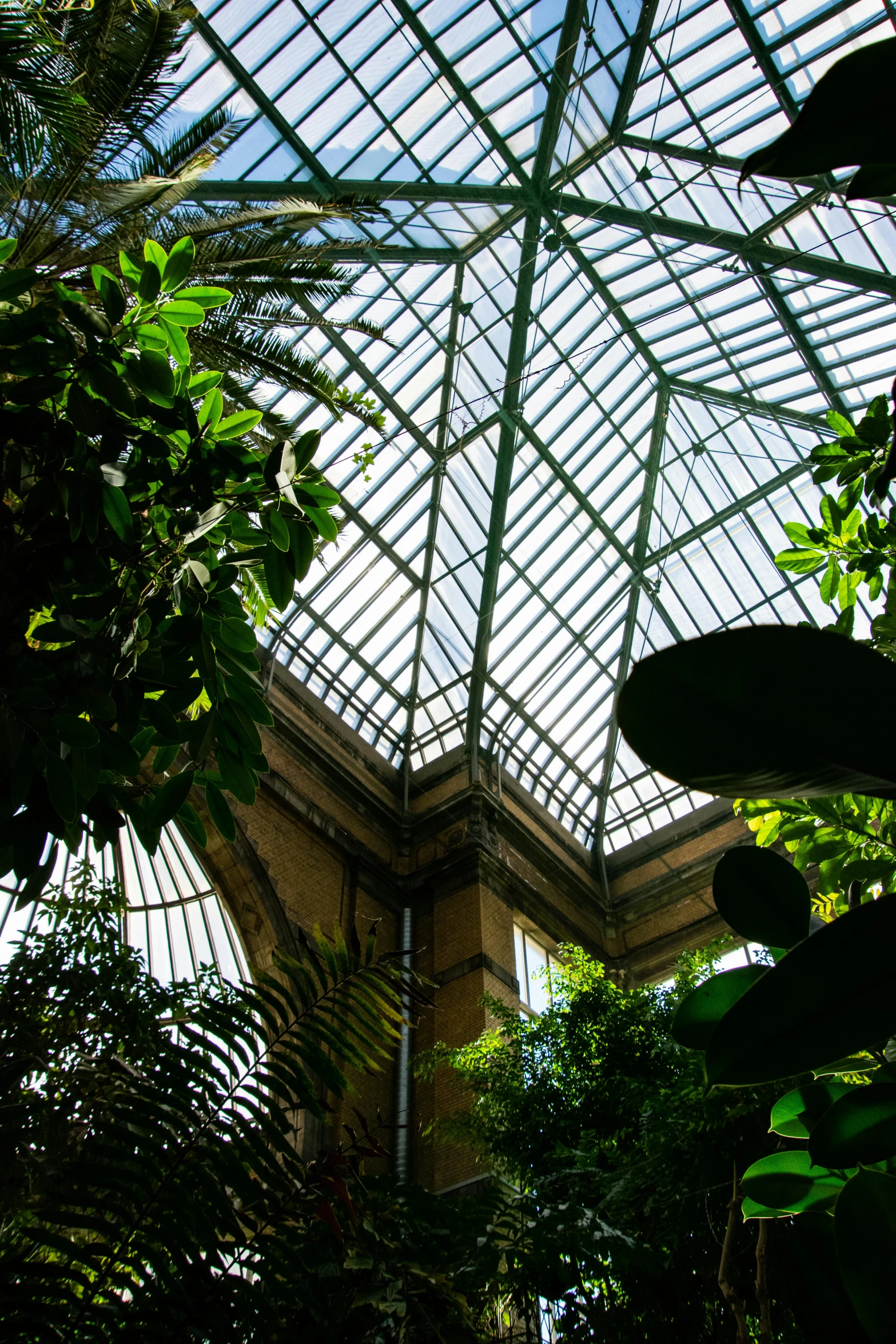 an indoor greenhouse has large glass roof and is decorated with lots of tropical plants