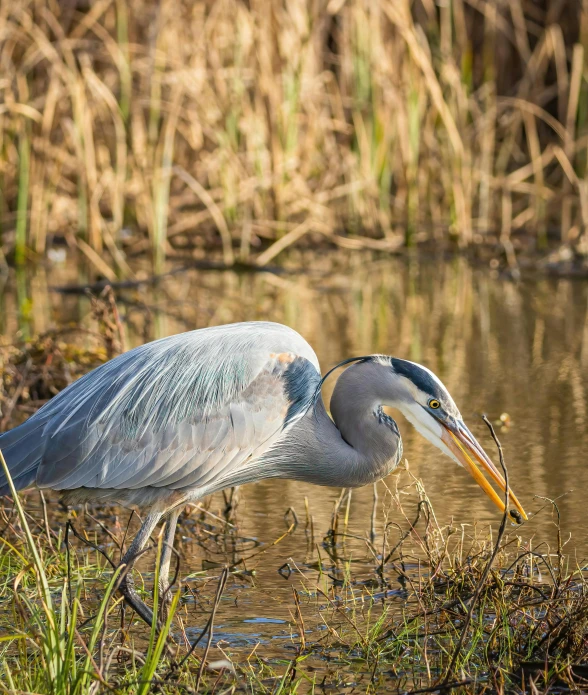 there is a bird that is eating grass