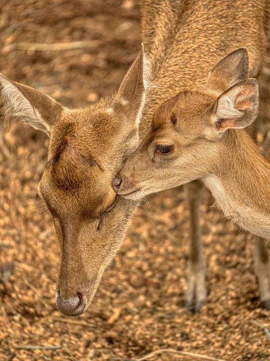 a young deer rubbing its mother by the nose