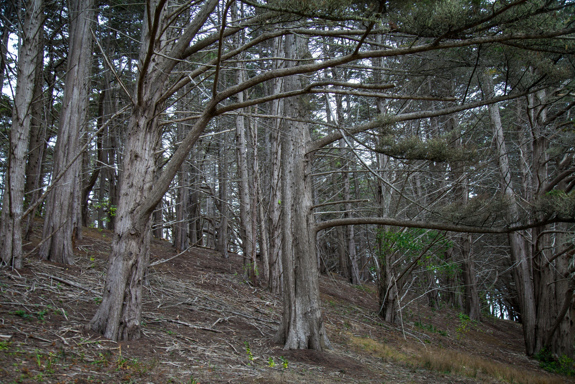 some trees and grass by a hill