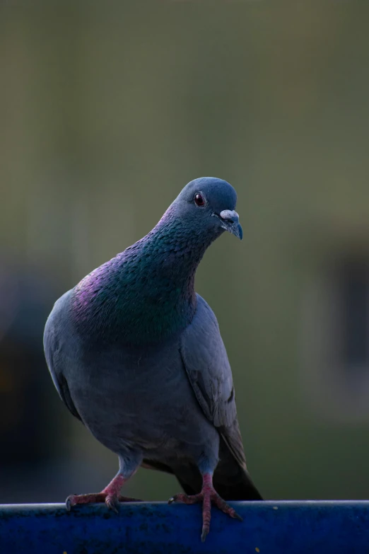 a bird that is sitting on a rail