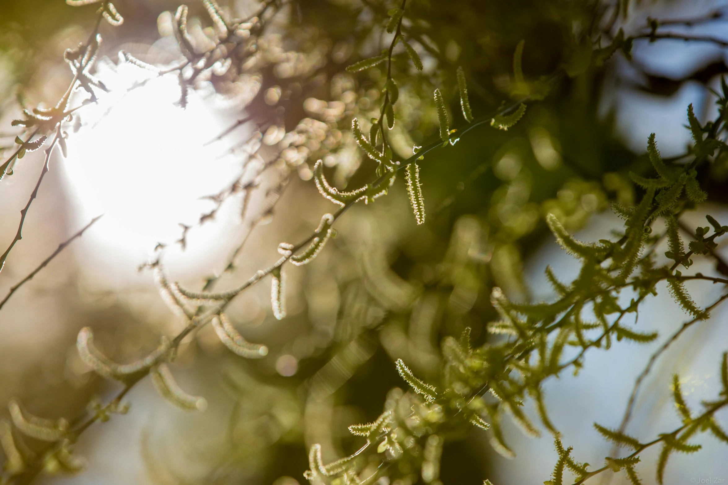 closeup view of green leaves in front of sun