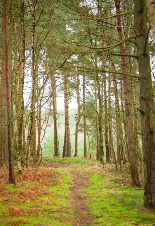 an image of a path through the woods