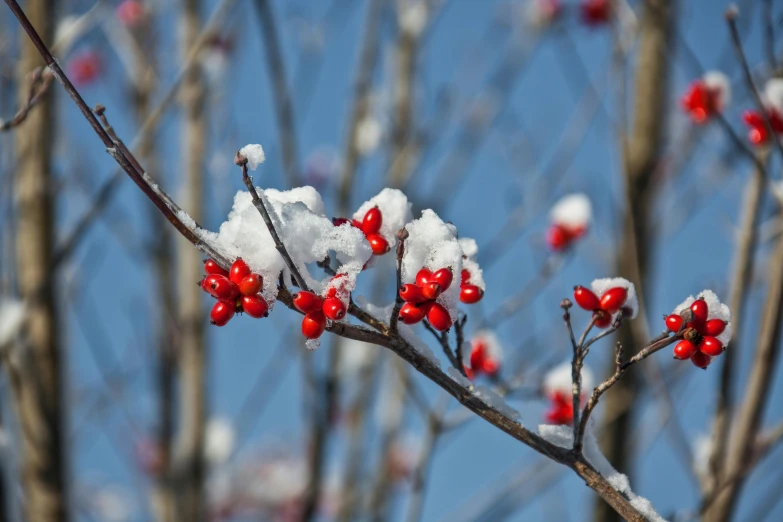 a tree with snow on top and red berries growing in the nches