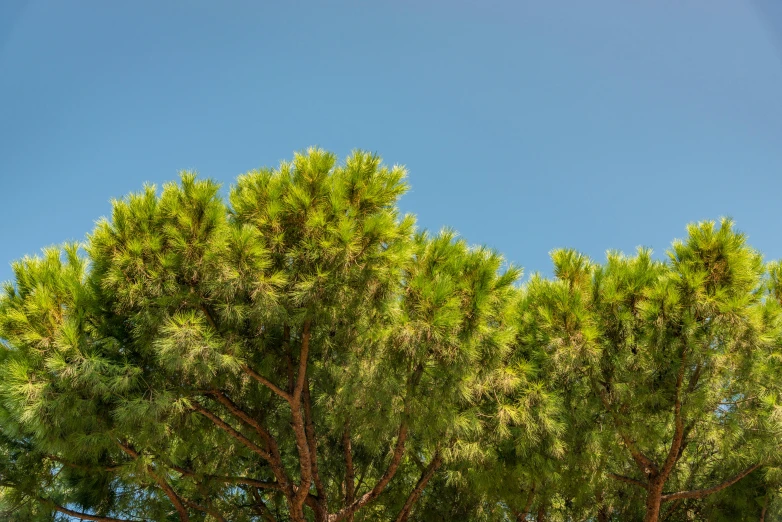 an empty park bench under a tree under a blue sky