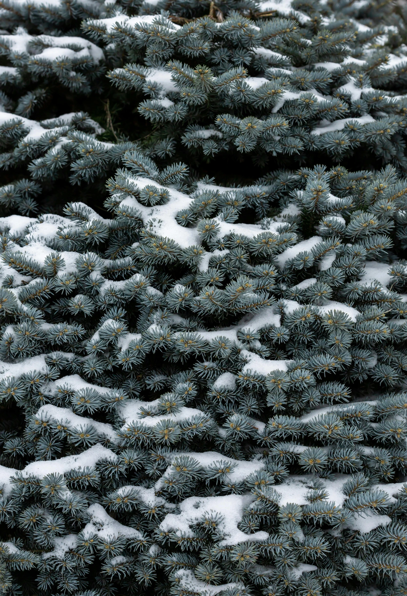 a large group of pine trees covered with snow