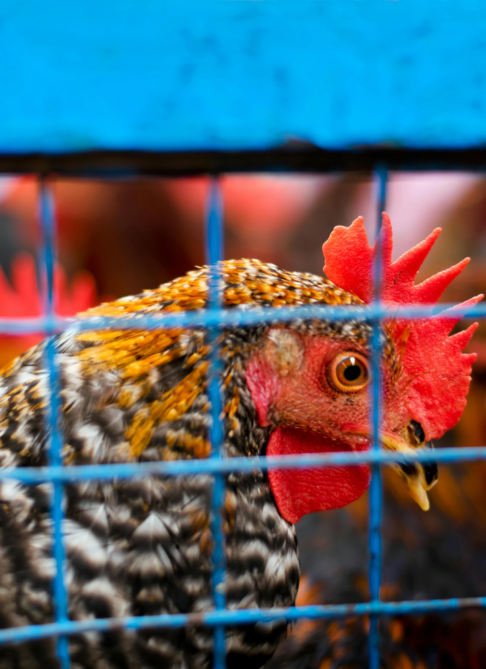 the rooster is in a cage with his nose out