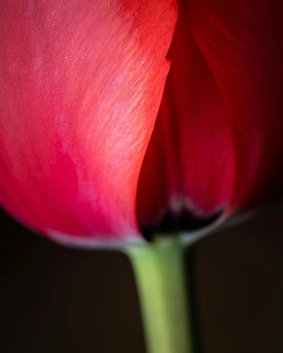 closeup of red flower head and stamen with soft focus on the petals