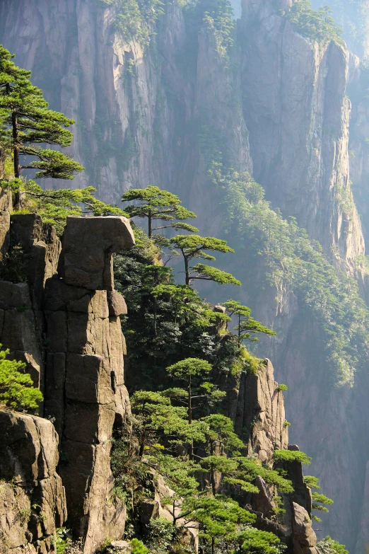 mountains with small pine trees in the foreground