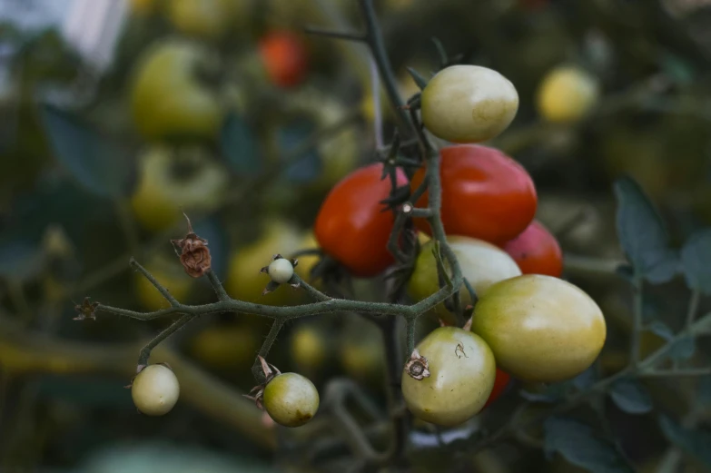 several tomatoes hanging from a green plant with other fruit on them