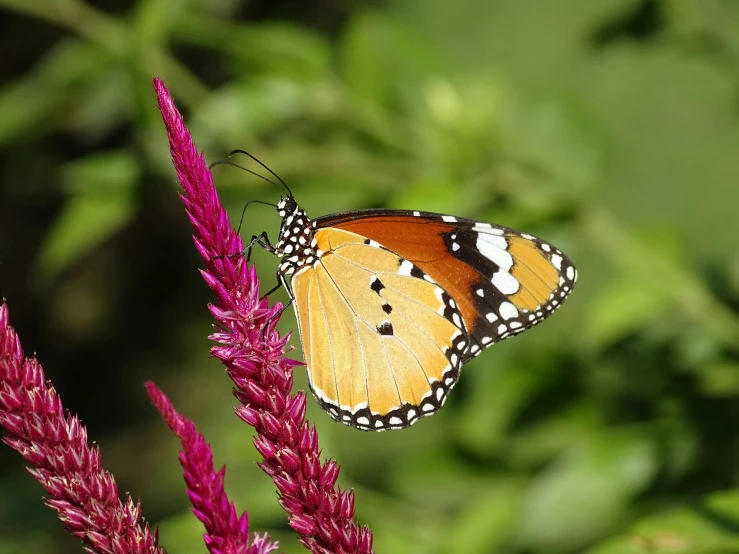 an orange and white erfly on purple flower