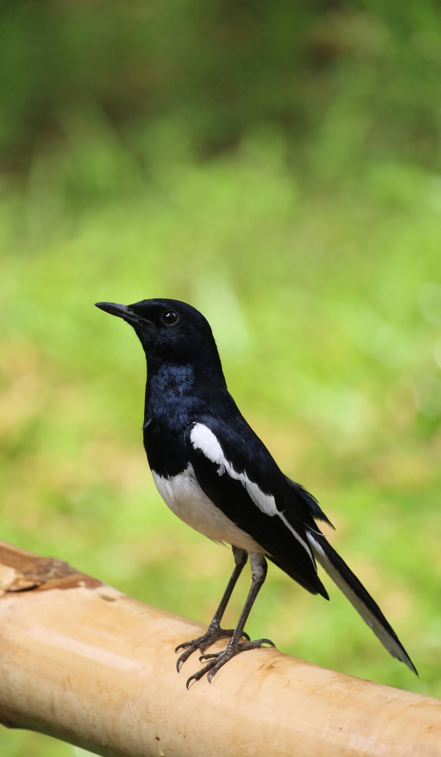 a small black bird standing on a log