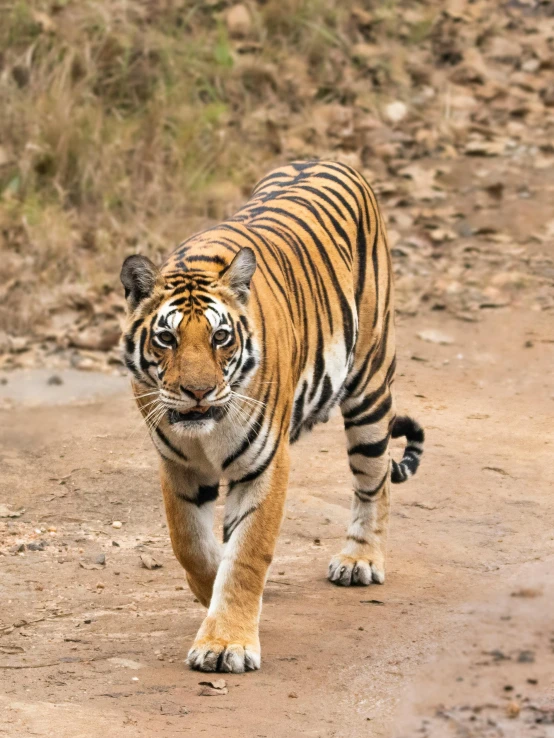 a tiger is walking along a dirt path