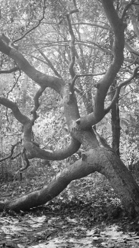 a tree that has fallen over in the woods