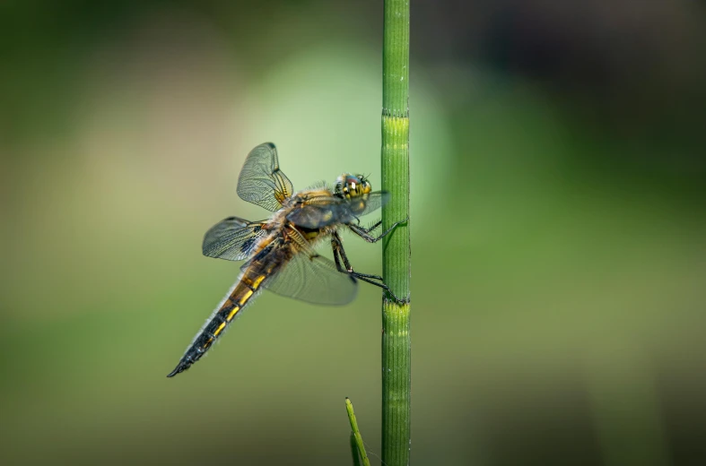 a dragonfly on a stem in the sun