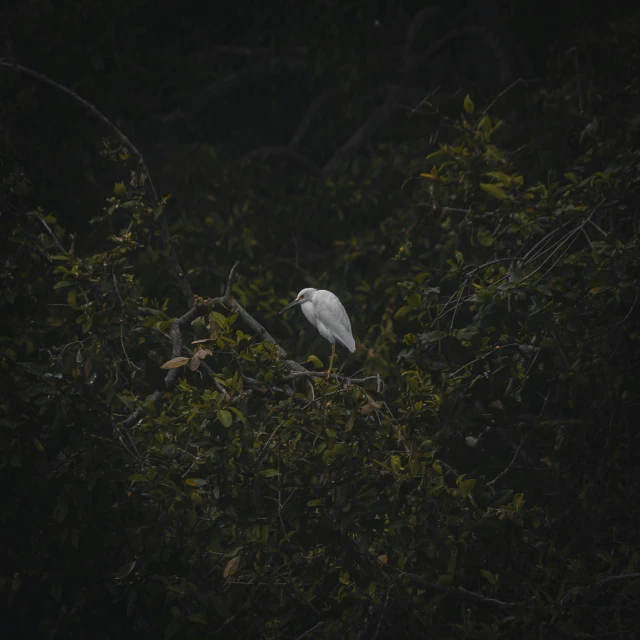 the white bird is perched in the tree