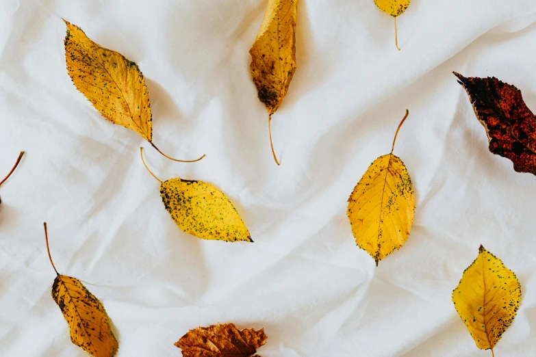 a white sheet with several leaves on it