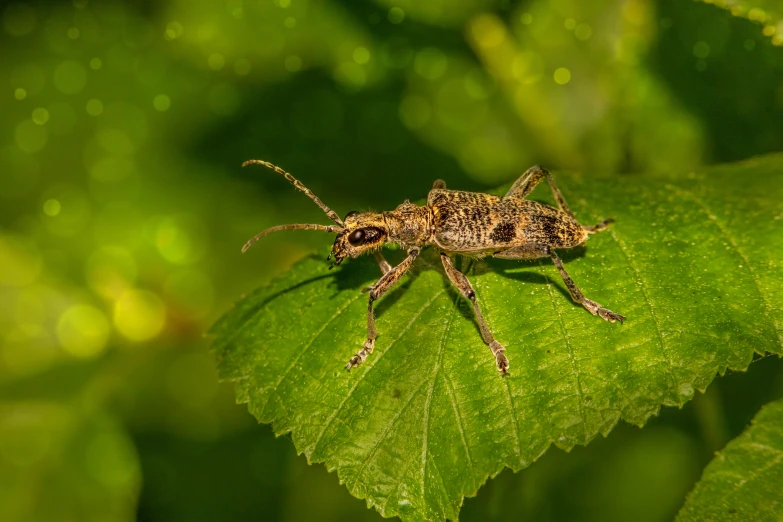 a bug sits on a green leaf in the sunlight