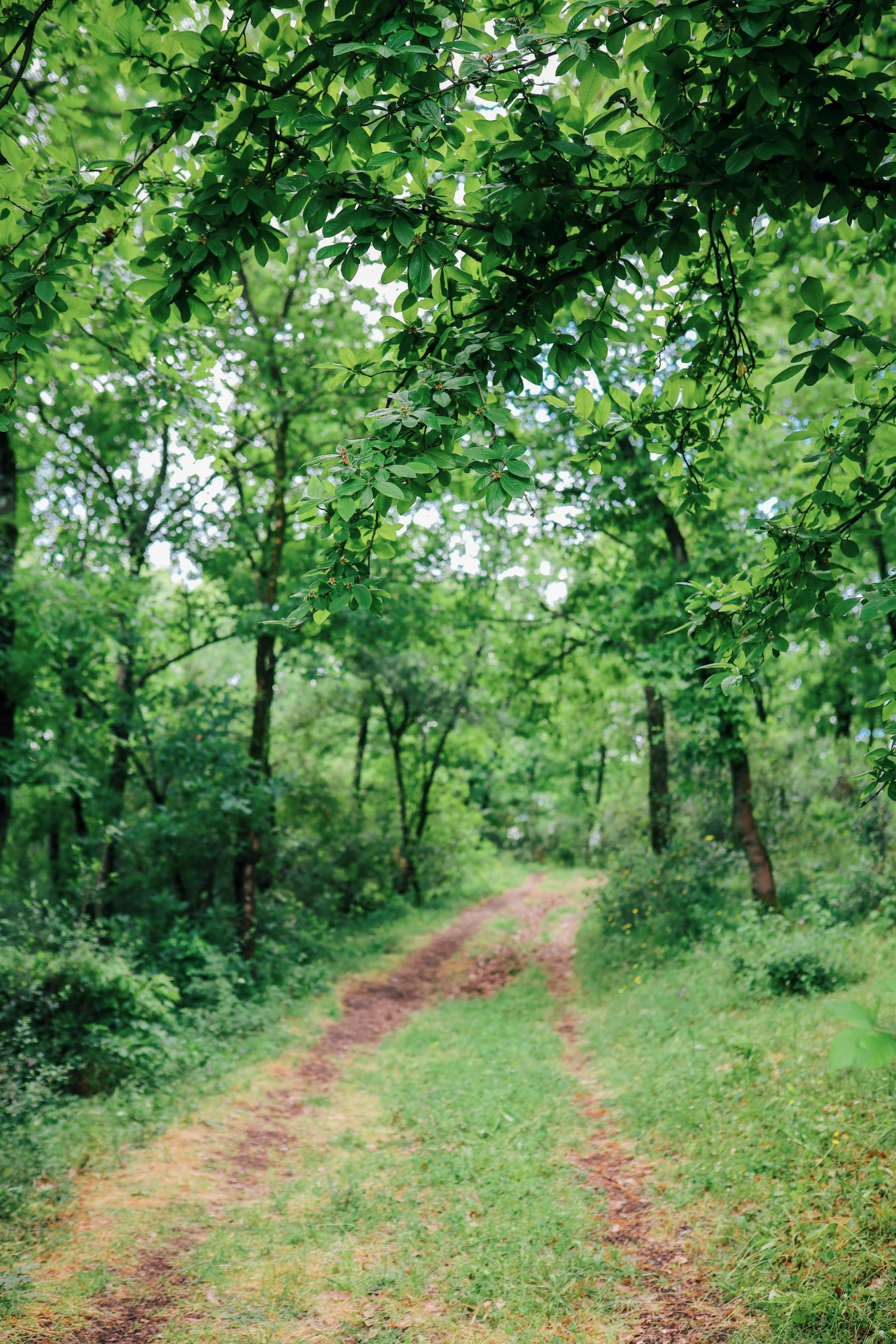 a trail through some trees in the forest