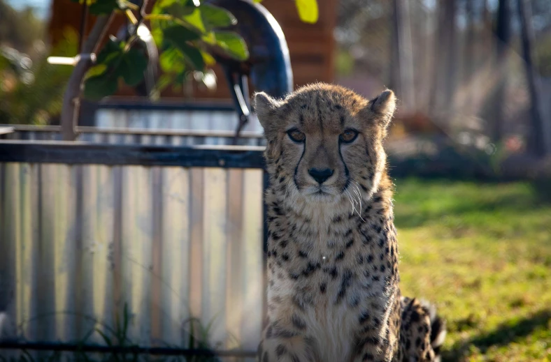 a cheetah sitting in front of a metal barrel