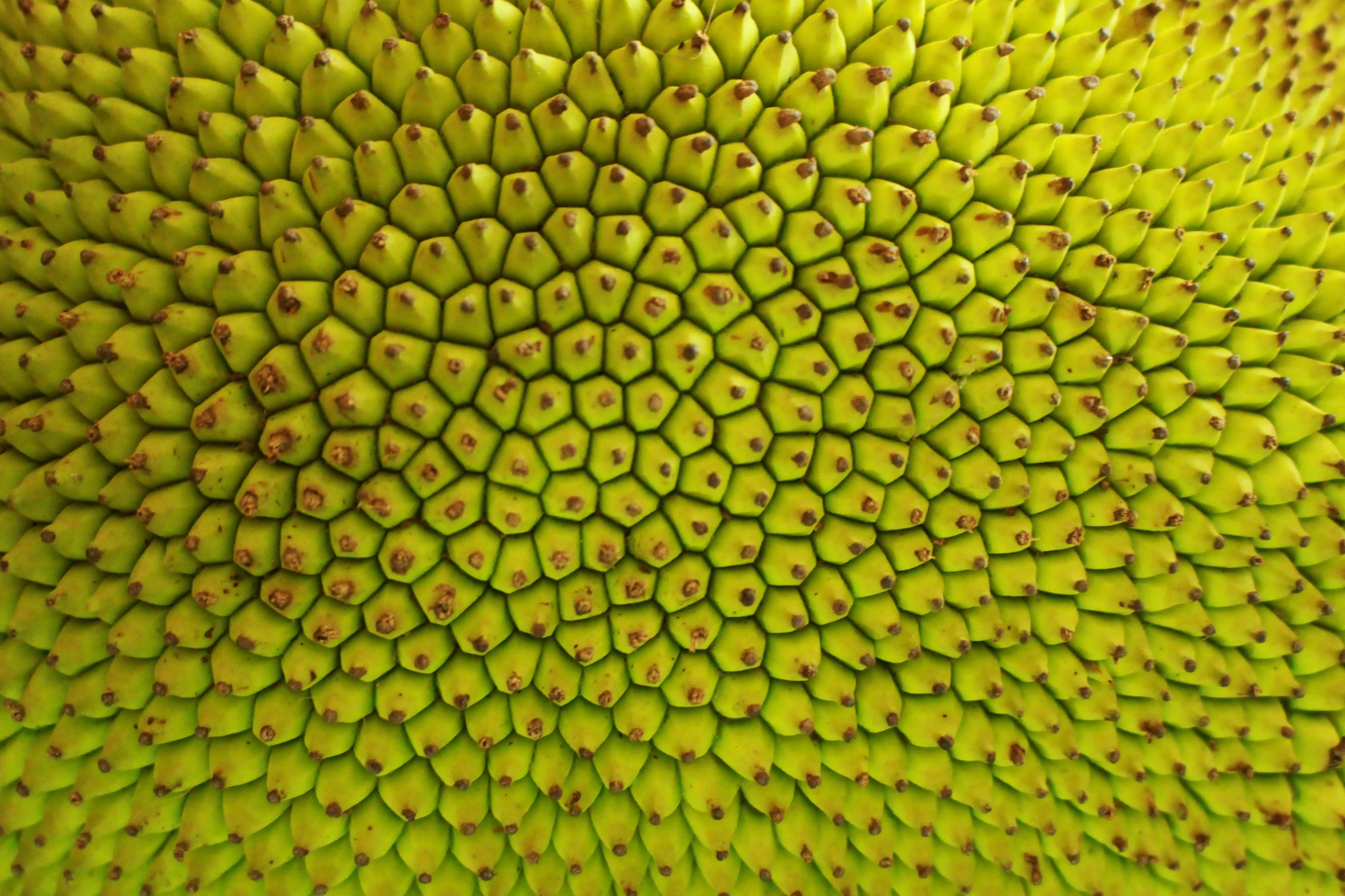 the inside of an extremely colorful, green flower