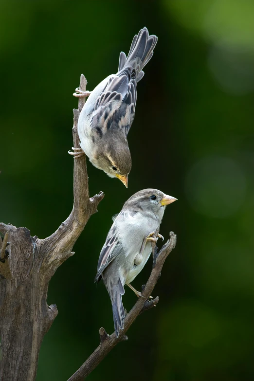 two birds that are standing on a tree