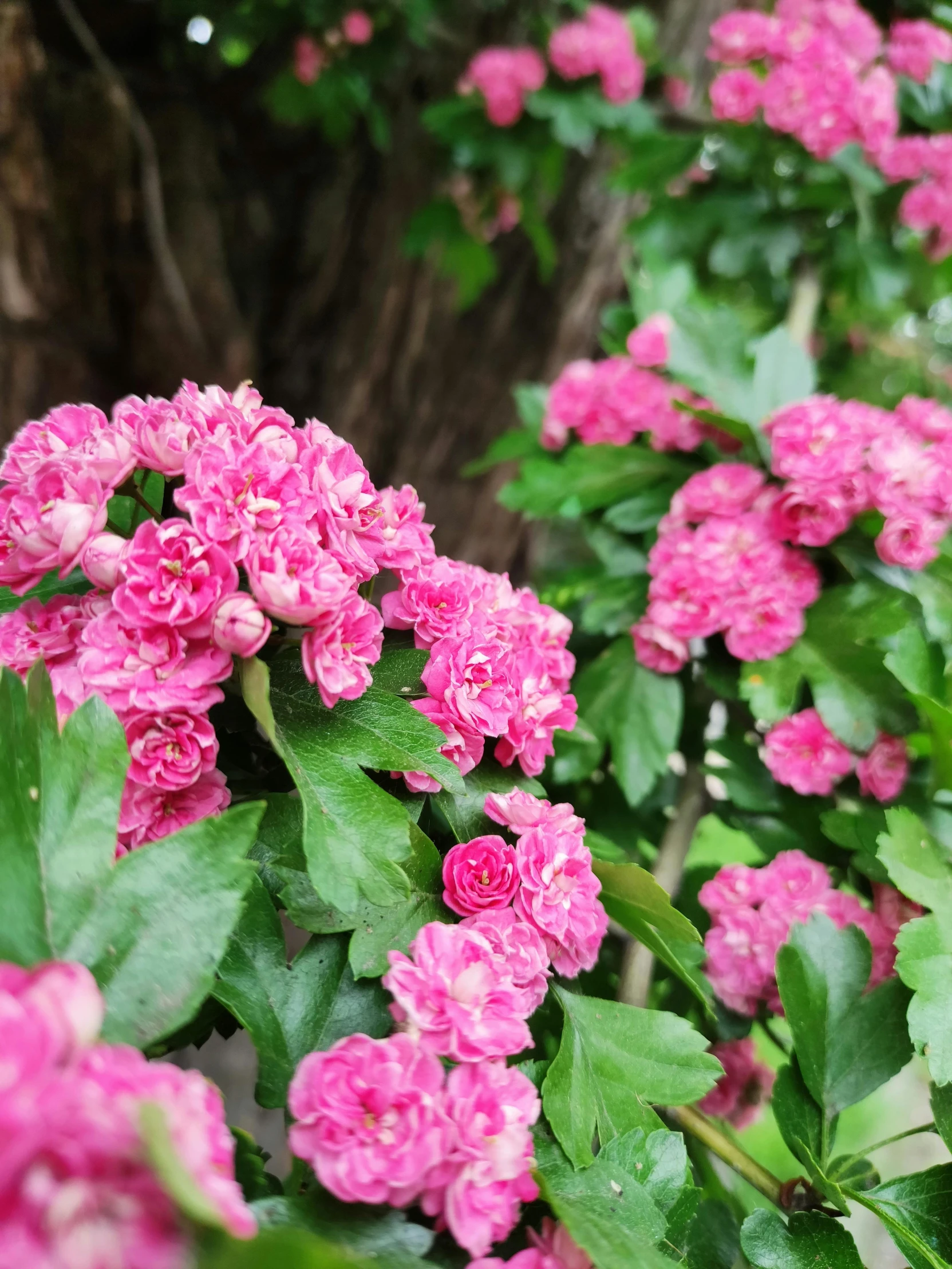 pink flowers are blooming in front of an old tree