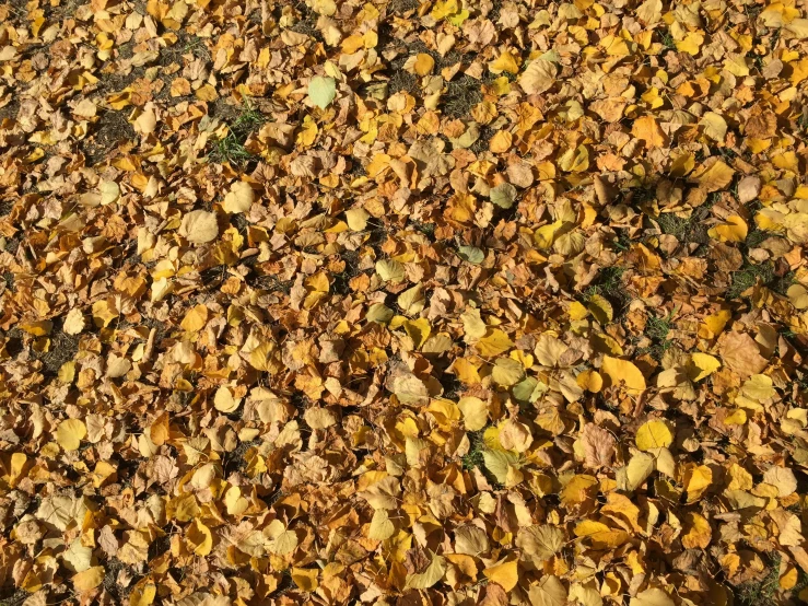 brown leaves scattered over a grassy area covered in green