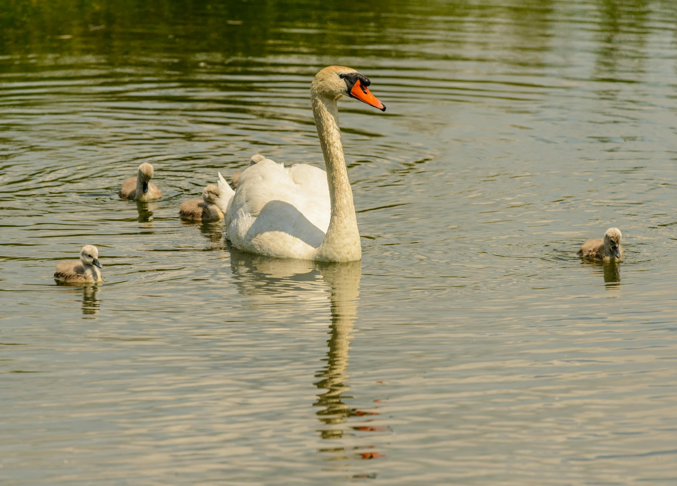 a swan swimming in a lake next to ducklings