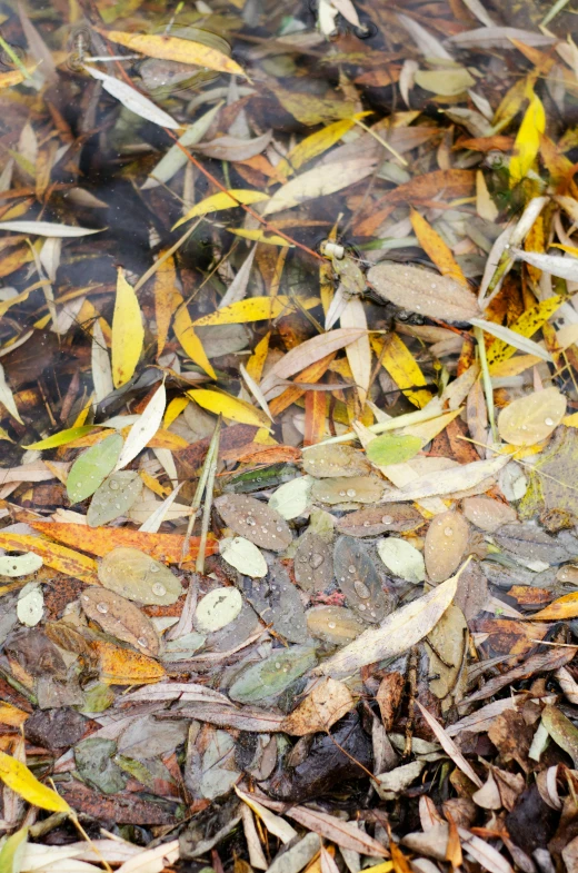 a pile of brown leaves that are in the grass