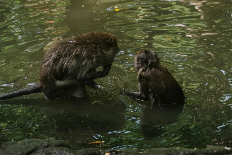 two monkeys swimming in the water together