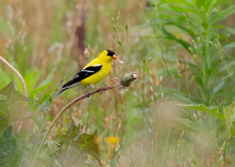 a yellow bird sits on a thin limb among green plants