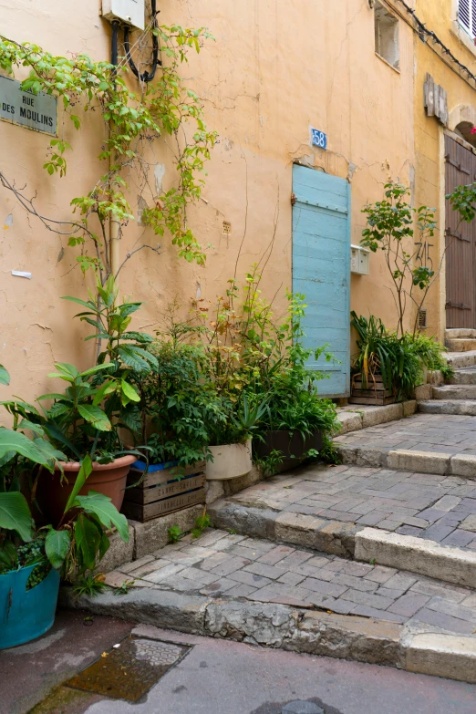 there are many plants that can be seen in this alley