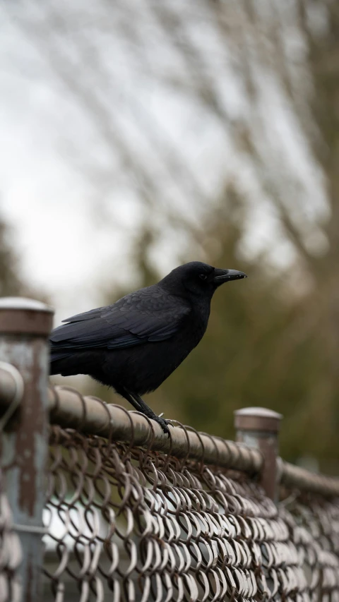 the crow is sitting on the fence next to the tree