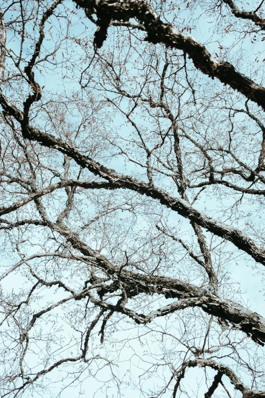 a tree that has no leaves is pictured