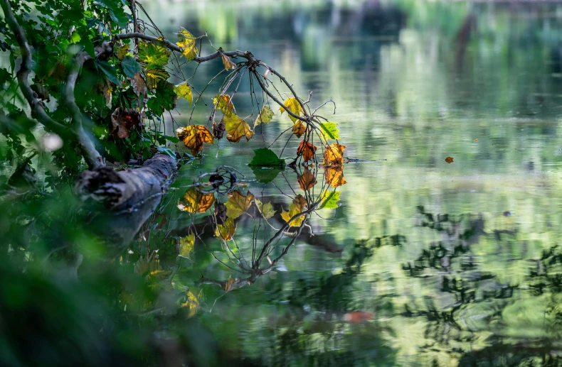 a river with green and yellow plants next to it