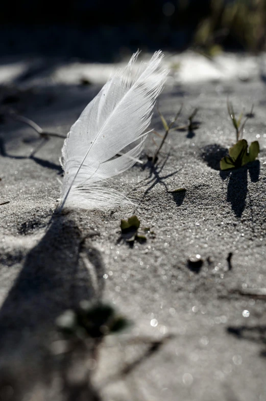 a feather that is sitting in the sand