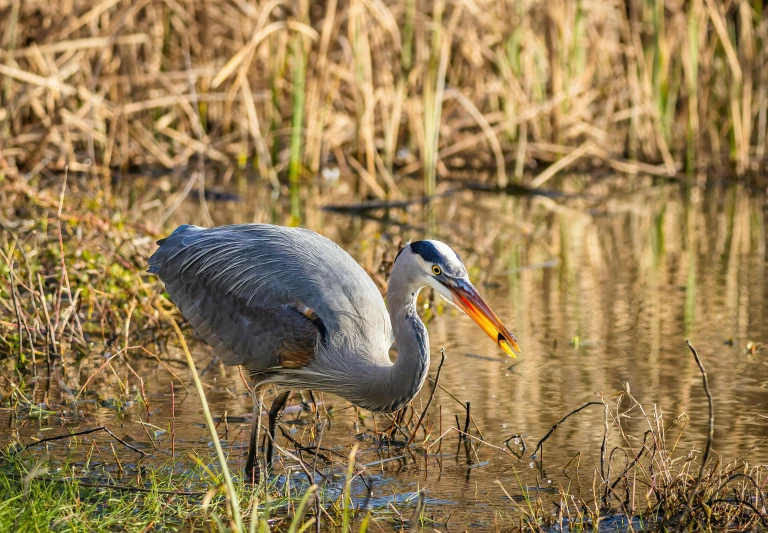 a large bird with a fish in its beak standing in water