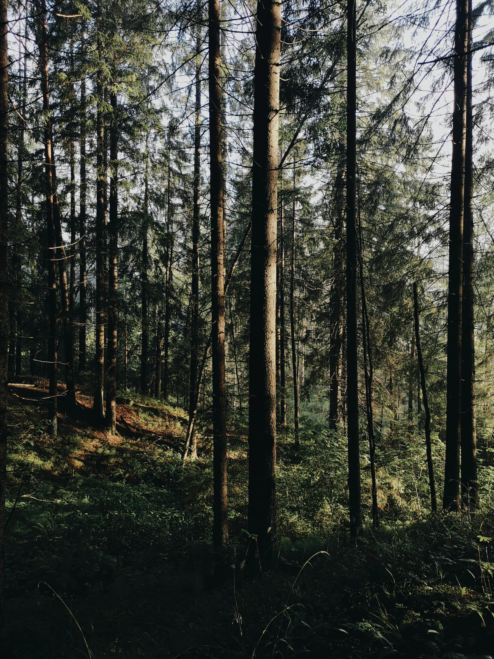 some very tall trees and grass in a forest