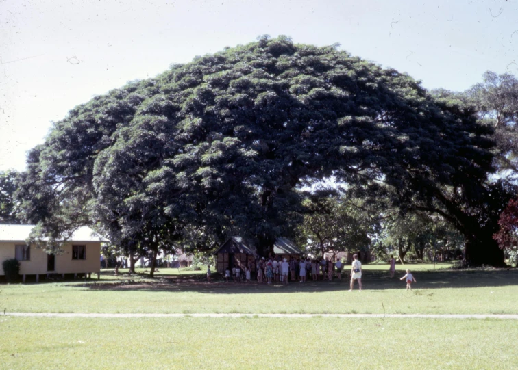 people standing under a big tree in a park