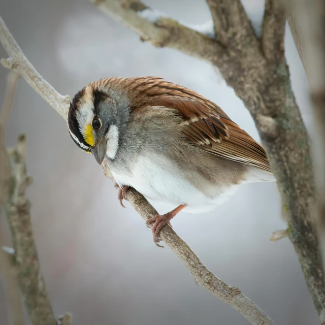 a small bird sitting on a tree nch