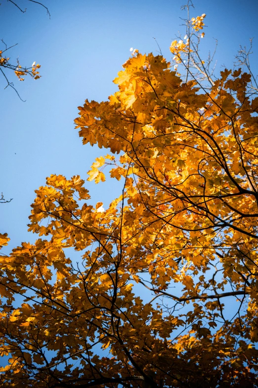 tree nches with yellow leaves against a blue sky