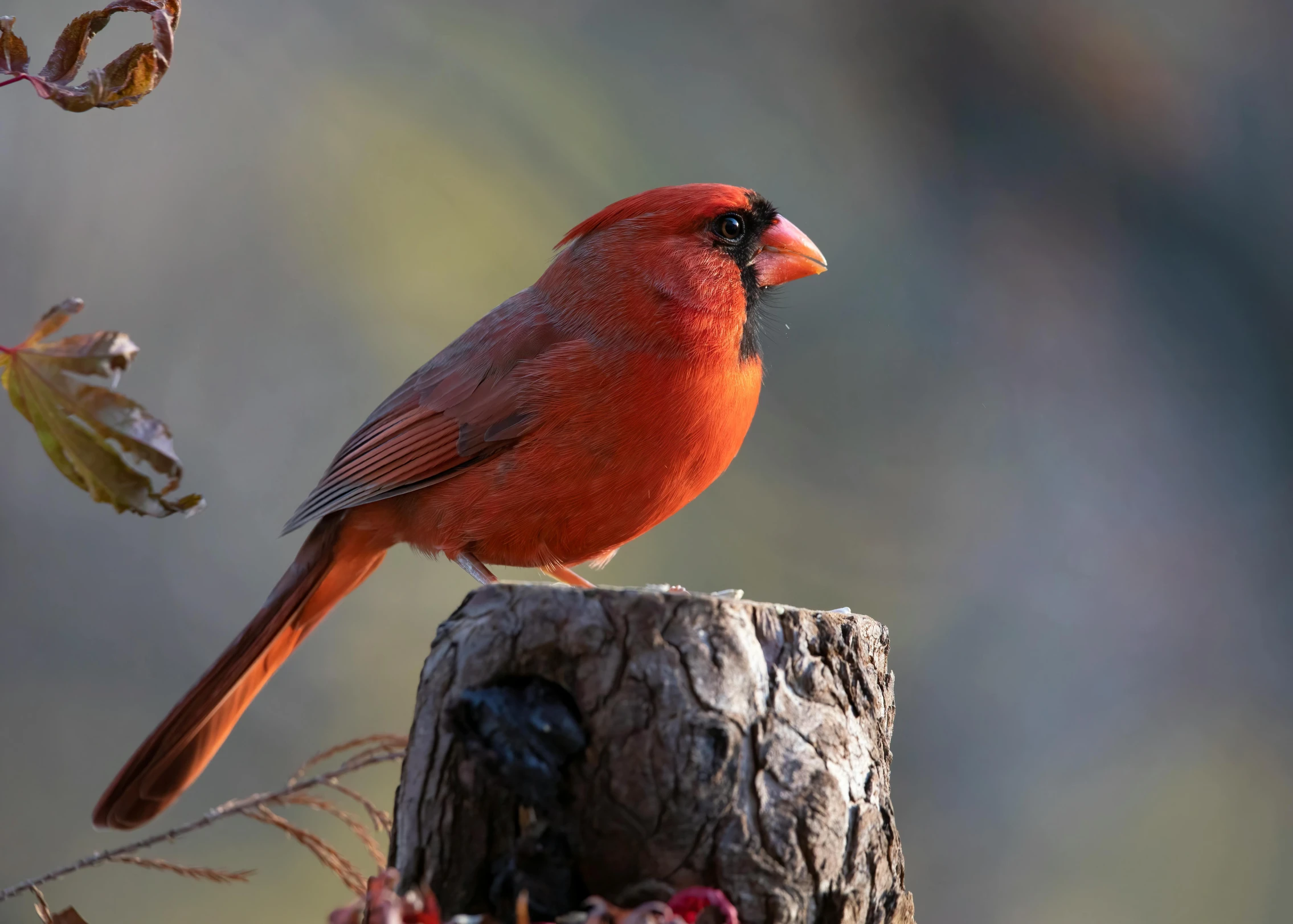 a red bird is perched on top of a tree stump