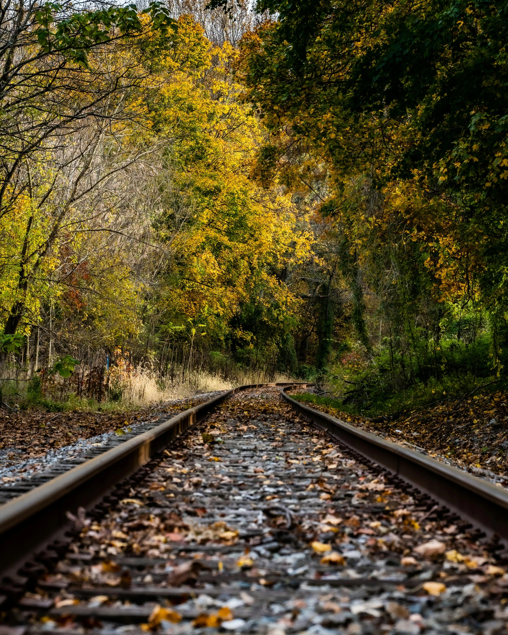 the train tracks go through an area surrounded by leaves