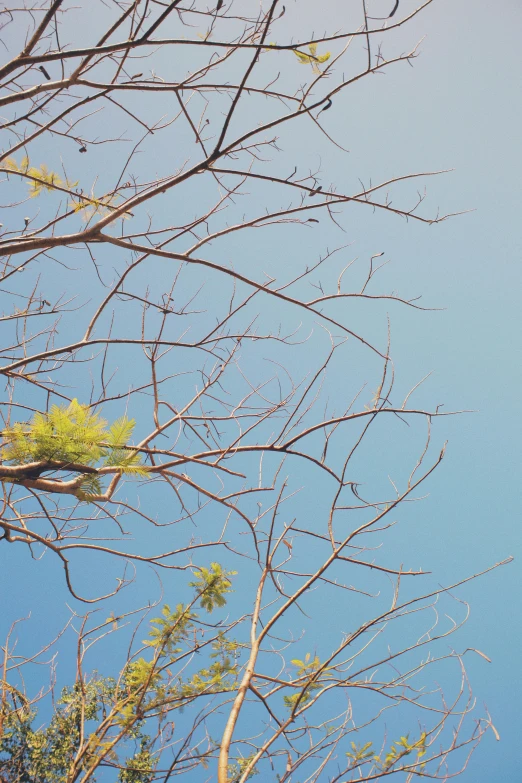 a tree nch on a clear blue day