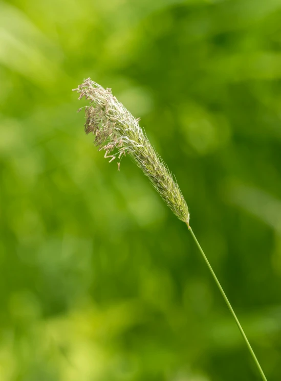 a single white flower on top of a blade of grass