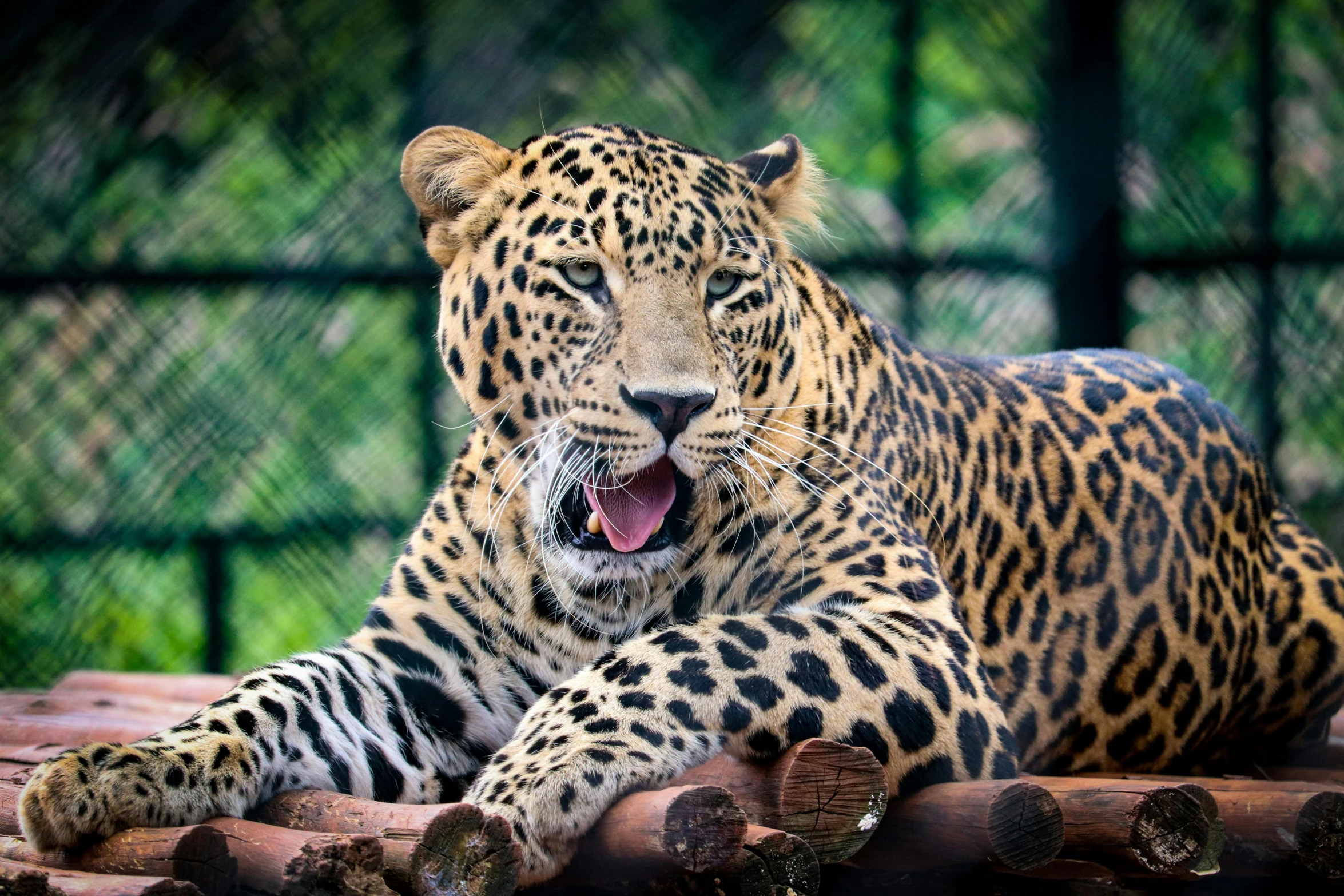 a leopard is laying down with its mouth open