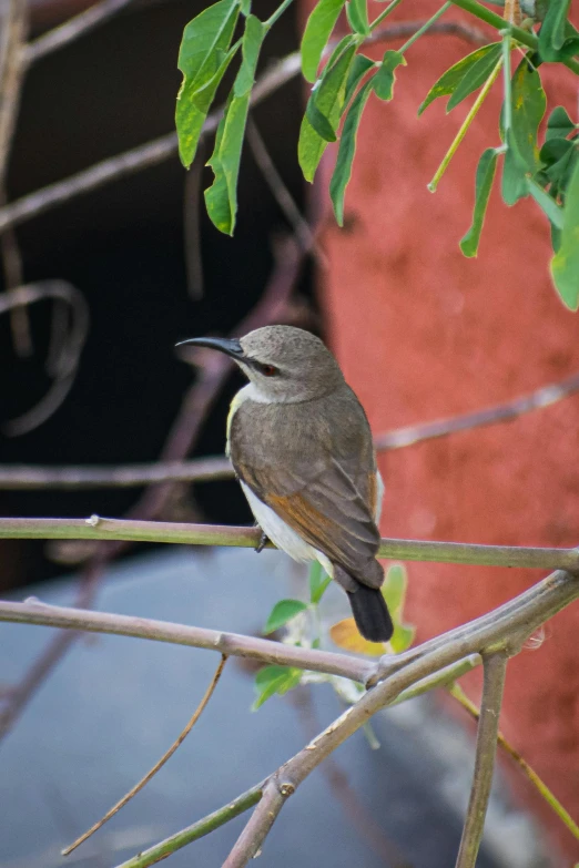 a little bird sitting on the nch of a tree