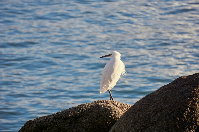 a bird sitting on the rocks next to the ocean